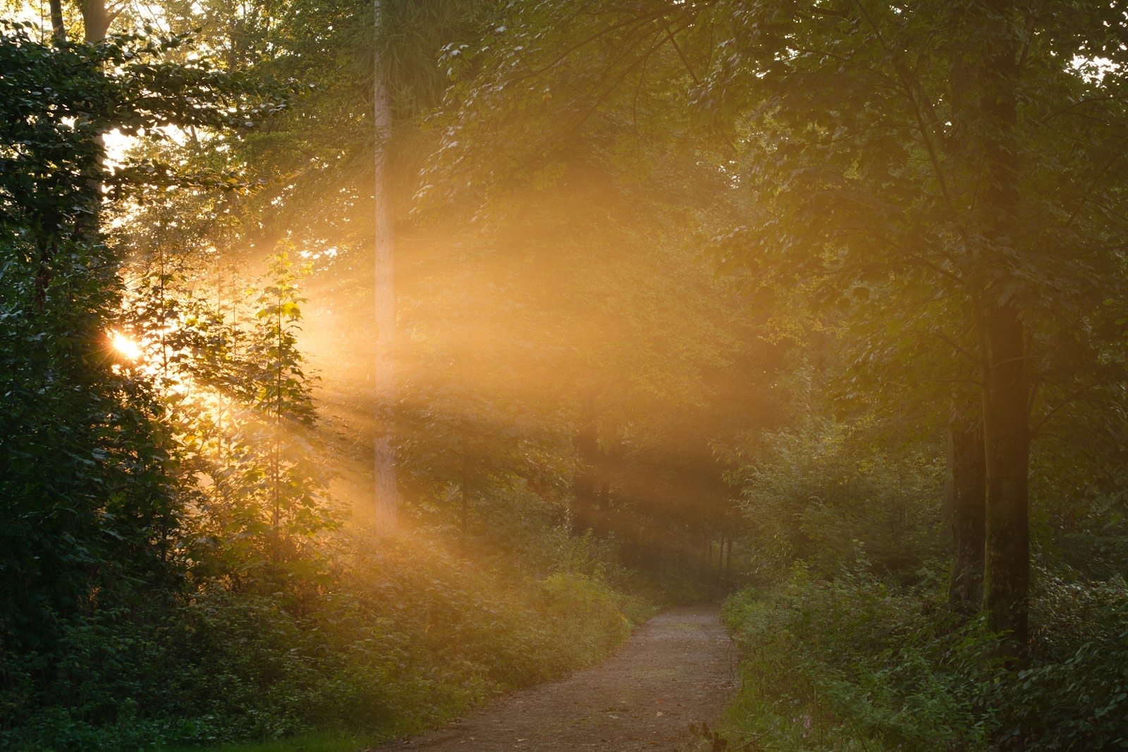Trauma Bonds: Why "Just Leave" Was Never the Right Question